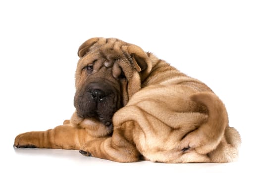 chinese shar pei puppy laying down looking at viewer isolated on white background - 4 months old