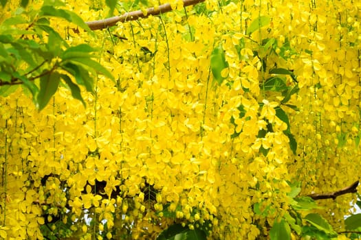 Indian Gold Rain,Cassia Fistula is a tropical tree with yellow flowers