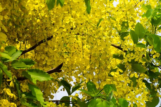 Indian Gold Rain,Cassia Fistula is a tropical tree with yellow flowers