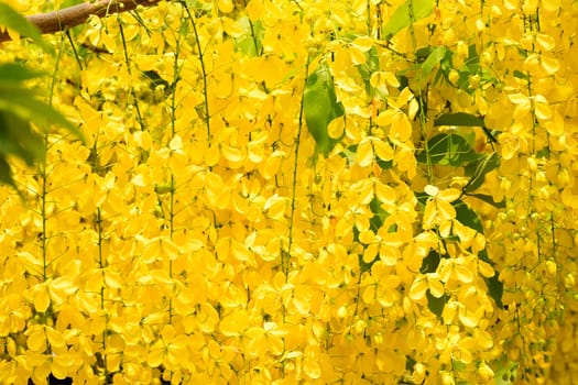 Indian Gold Rain,Cassia Fistula is a tropical tree with yellow flowers
