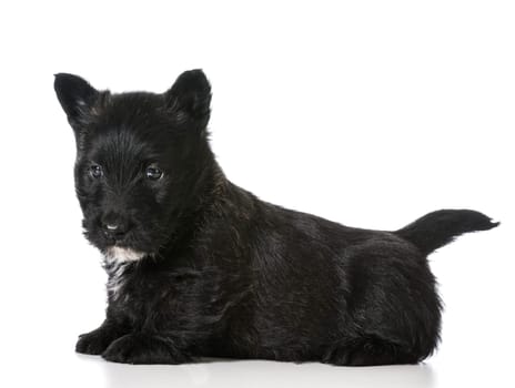 scottish terrier puppy sitting isolated on white background
