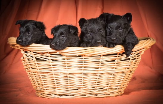 litter of scottish terrier puppies in a basket isolated on white background