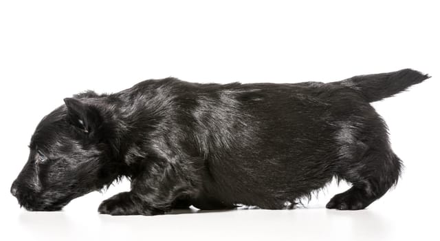 scottish terrier puppy sniffing the floor isolated on white background