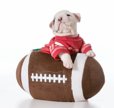 sports hound - bulldog puppy inside a football