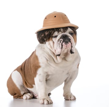 english bulldog wearing safari hat and wig