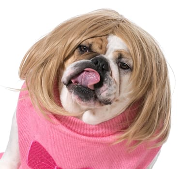female bulldog wearing wig and licking lips