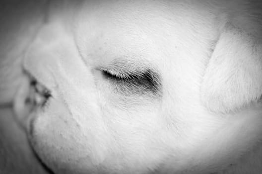 newborn puppy - three week old english bulldog