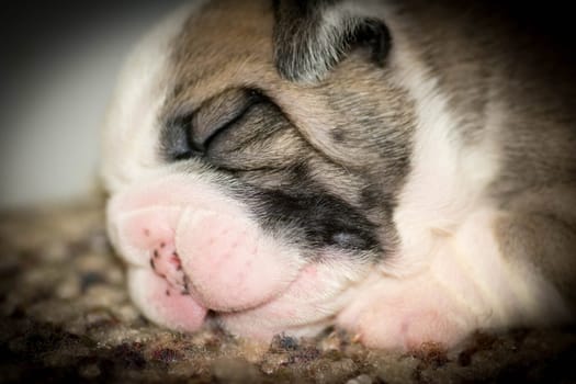 two week old english bulldog puppy