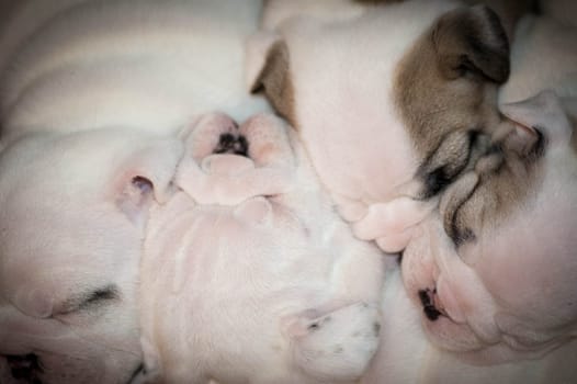 litter of sleeping english bulldog puppies - 4 weeks old