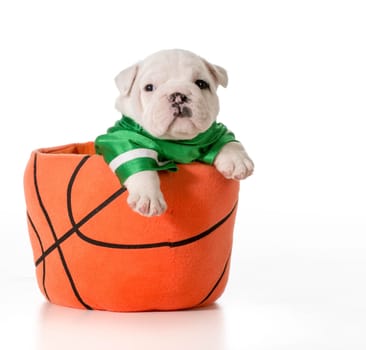 sports hound - bulldog puppy inside a basketball
