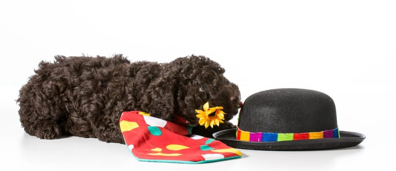 cute barbet puppy dressed up like a clown - 7 weeks old