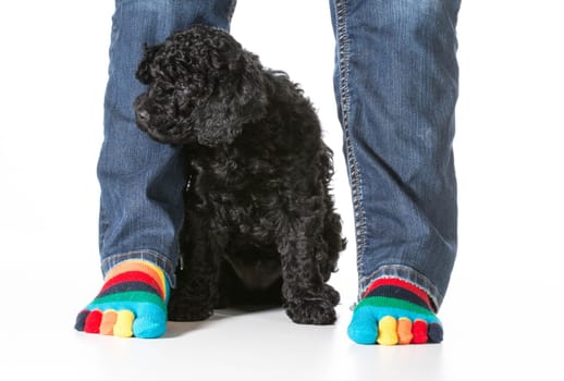 barbet puppy sitting by owners feet isolated on white background