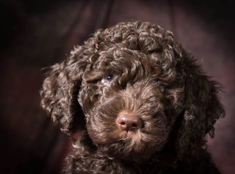 cute puppy - barbet 7 weeks old
