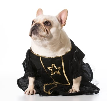 female french bulldog wearing clothing