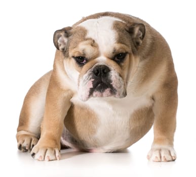 english bulldog sitting - 8 month old puppy