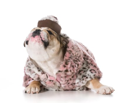 female dog - english bulldog wearing pink fur coat - 8 months old