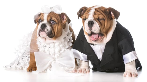 dog bride and groom puppies