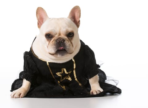 female french bulldog wearing clothing