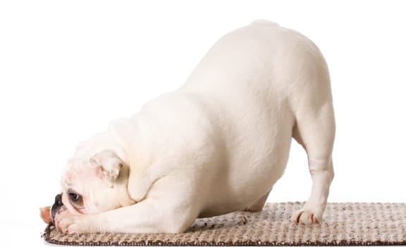 english bulldog bowing on the edge of a carpet