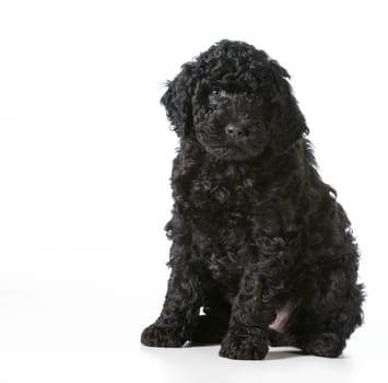 barbet puppy sitting looking at viewer - 7 weeks old