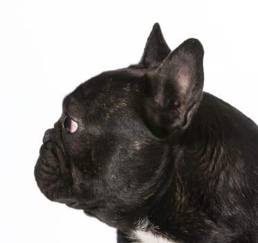 french bulldog profile on white background