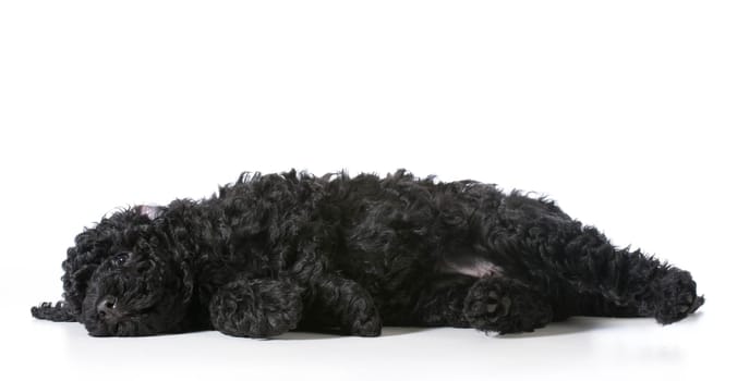tired barbet puppy laying down resting - 8 weeks old