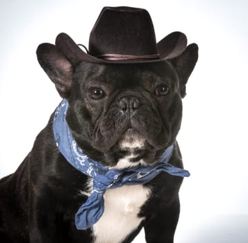 french bulldog wearing western hat and bandanna