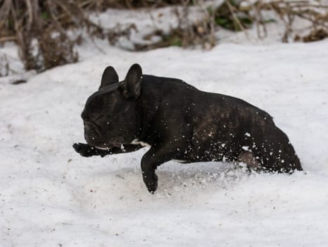 french bulldog running in the snow