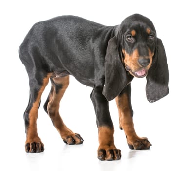 black and tan coonhound with silly expression on white background