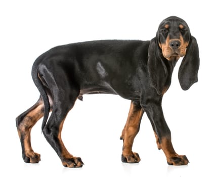 dog winking - black and tan coonhound  on white background