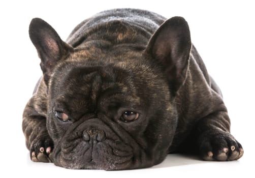 french bulldog laying down with disgusted expression