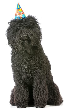 birthday dog - barbet wearing birthday hat on white background