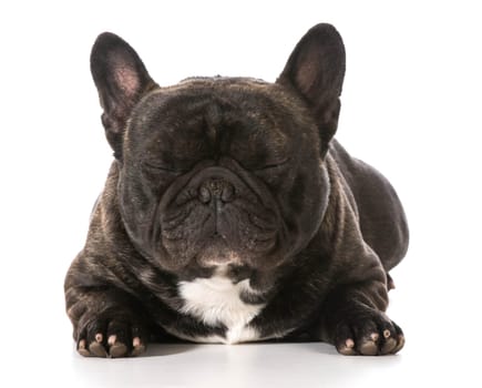 french bulldog laying down isolated on white background