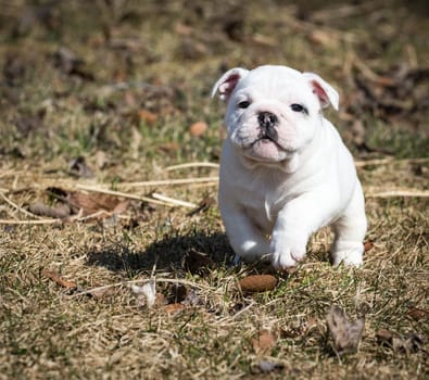 english bulldog pupy running outside in the grass