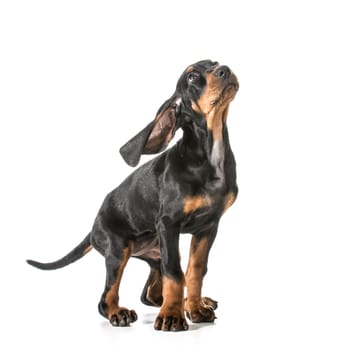 cute puppy - black and tan coonhound looking up
