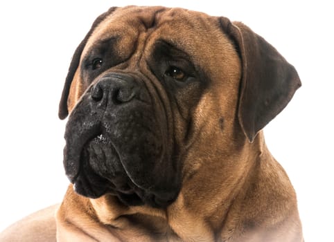 bullmastiff head portrait on white background