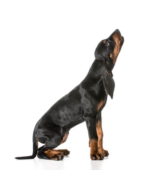 cute puppy - black and tan coonhound sitting looking up