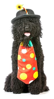 silly dog - barbet wearing clown costume on white background