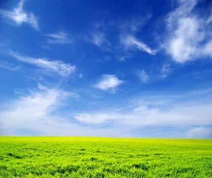 field on a background of the blue sky