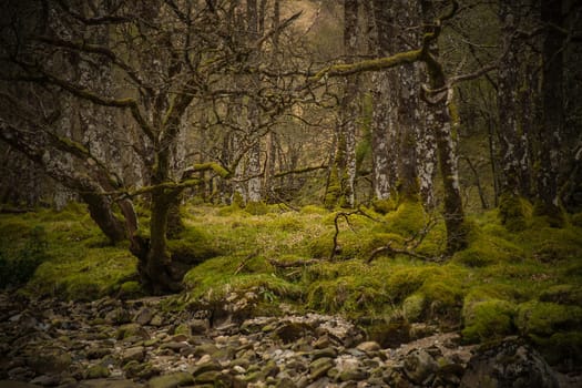 Fairytale Forest