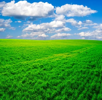 field on a background of the blue sky