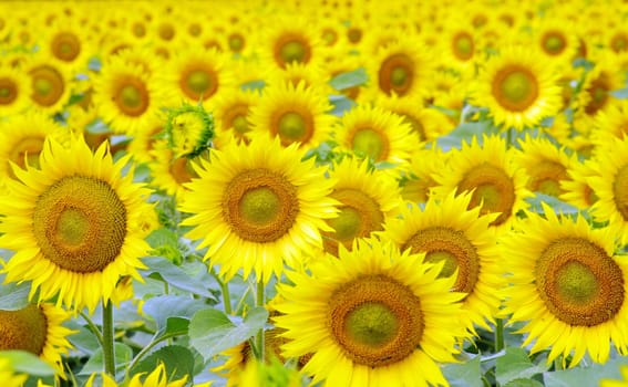 Closeup of a bright yellow sunflowers