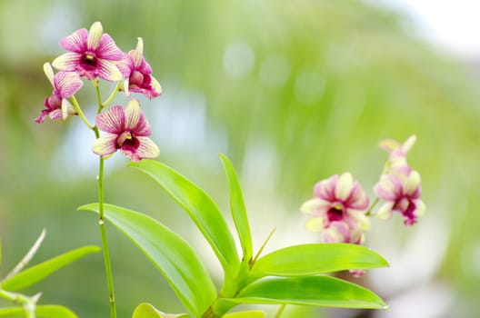 beautiful orchid on green background