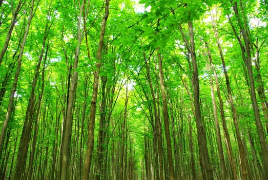 green forest background in sunny day