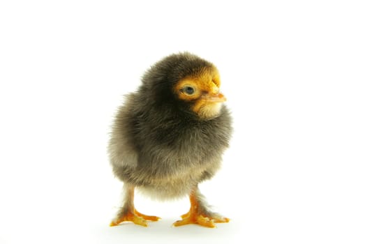 Cute little baby chicken isolated on white background