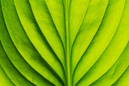 Texture of a green leaf as background