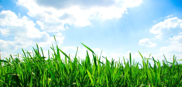 field on a background of the blue sky