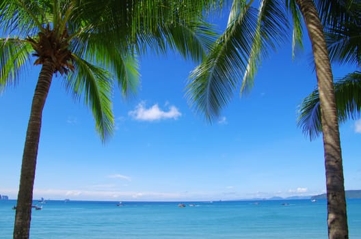 Green palm tree on blue sky background