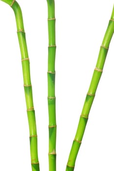 green bamboo isolated on a white background