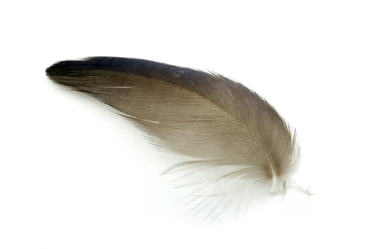 black feather isolated on white background